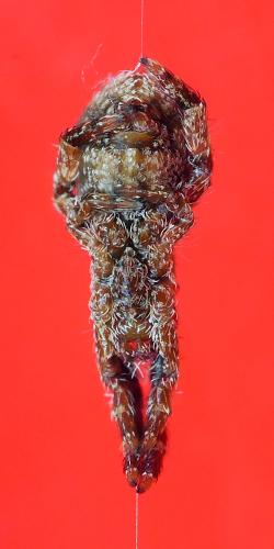 Hyptiotes sp.